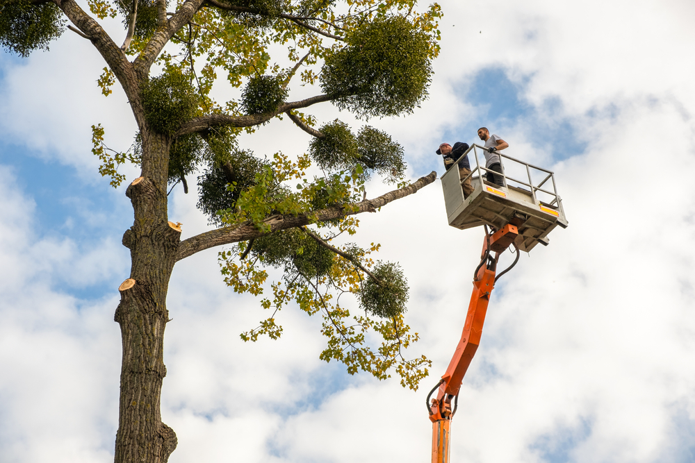 Professional Tree Care Services in Lovington, NM | Taylor’s Weed & Pest ...
